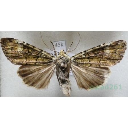 Anaplectoides prasina albimacula Hormuzaki, 1894 Rolnica chwastówka Czech45k